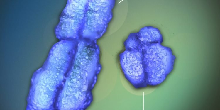 Your Lifespan Has Just Nose-Dived By Howard Bloom