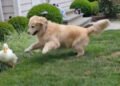 WATCH: Here’s your FEEL GOOD video of the day and it’s about a dog and a duck